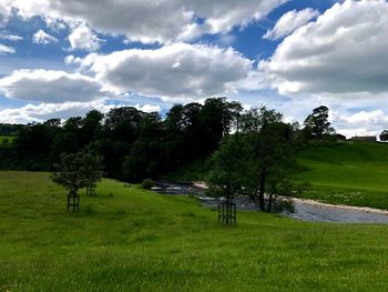 Trees on field against sky