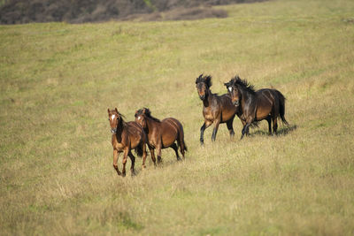 Horses grazing in a field