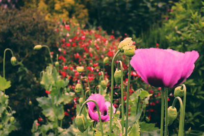 Close-up of pink flowering plants in park