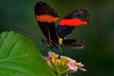 Close-up of butterfly pollinating on flower