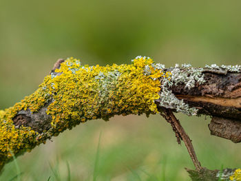 Close-up of yellow and moss growing on tree trunk