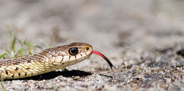 Close-up of lizard