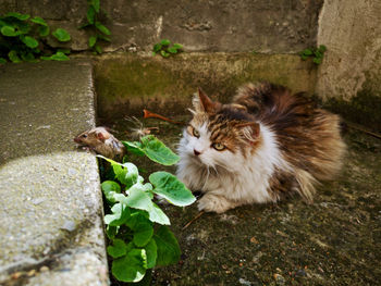 View of a cat on wall