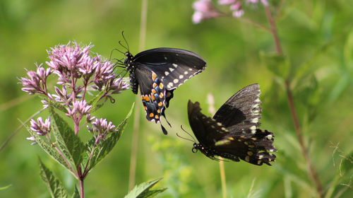 Close-up of butterflies and pink flowers in lawn