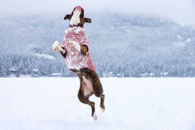 Full length of dog jumping in snow