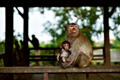 Monkey sitting on railing