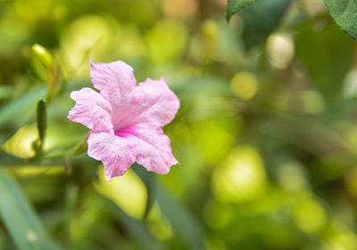 Close-up of pink flower blooming outdoors