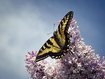 Close-up of butterfly perching on pink flower