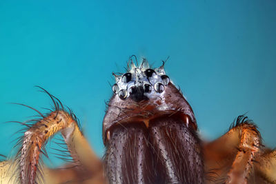 Close-up of an animal against blue background