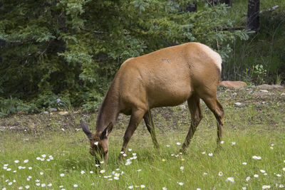 Deer grazing on field