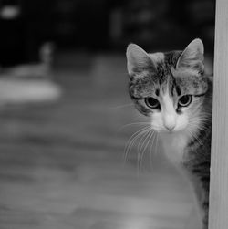 Close-up portrait of cat