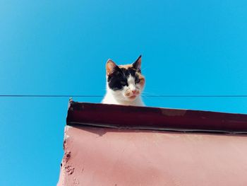 Cat looking away against blue sky