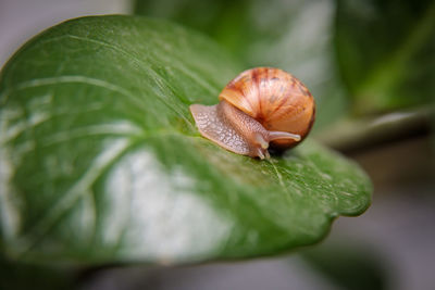 A small snail sits on a large leaf of a flower. close-up
