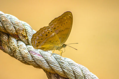 Close-up of butterfly on leaf