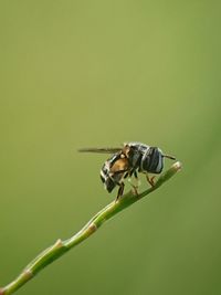 Very cute fly bees