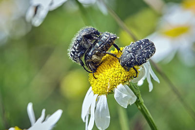 Close-up of butterfly pollinating on flower