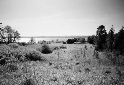 Scenic view of field against clear sky