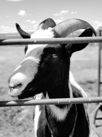 Close-up of goat on field