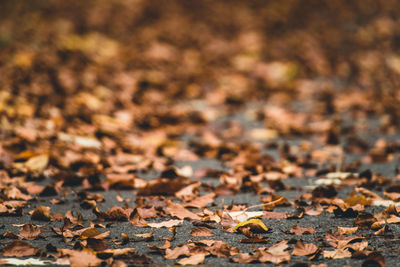 Close-up of dried leaves on field during autumn