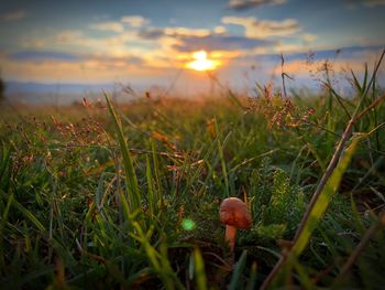 Close-up of grass on field against sky during sunset