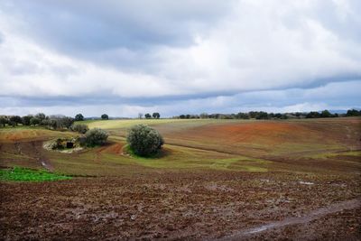 Scenic view of field against sky