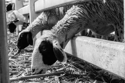 Close-up of a eating food