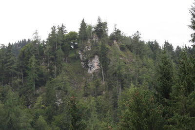 Low angle view of trees against the sky