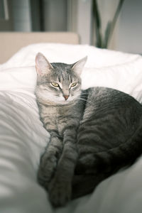Close-up of cat sleeping on bed