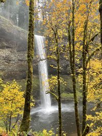 Scenic view of waterfall in forest during autumn