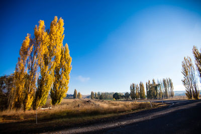 Panoramic view of road amidst trees against clear blue sky