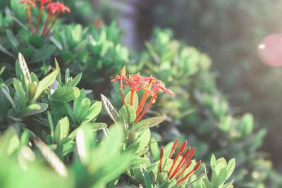 Close-up of flowering plant