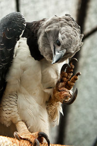 Close-up of harpy eagle showing claw