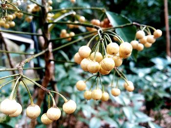 Close-up of leaves on tree