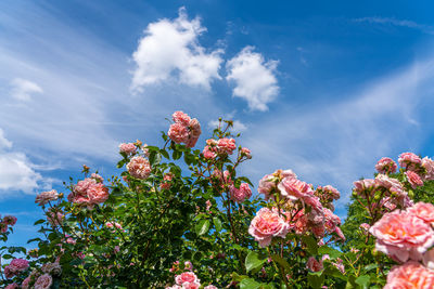 Low angle view of pink flowering plants against blue sky