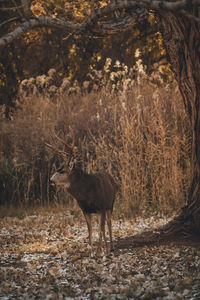 Deer standing in a forest