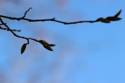 Low angle view of plant against sky