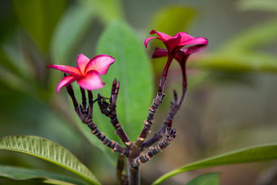 Close-up of pink flowering plant