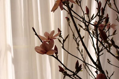 Close-up of white flowering plant