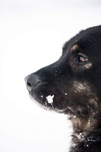 Close-up of black dog
