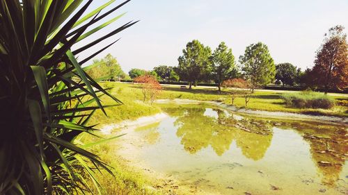 Reflection of trees in water