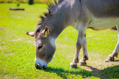 Horse grazing in field