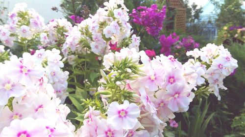 Close-up of pink flowers