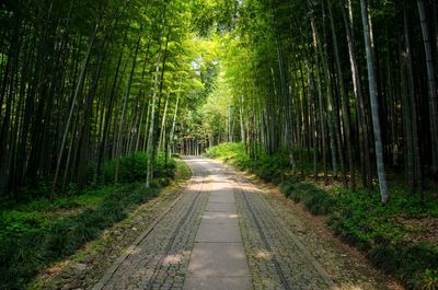 Empty road amidst trees in forest