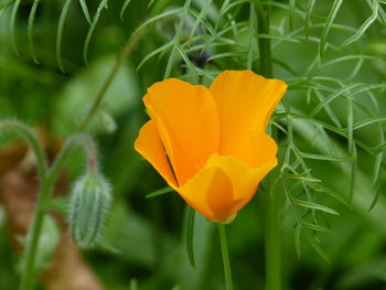 Close-up of yellow flowering plant on field