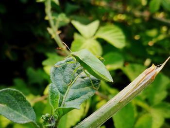 Close-up of fresh green leaves