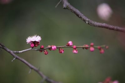 Close-up of pink flowers