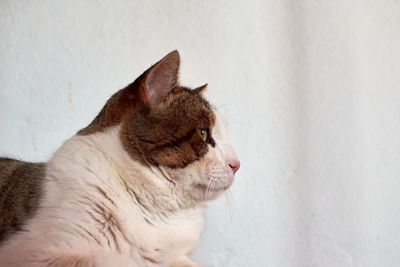 Close-up of a cat looking away