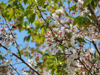 Close-up of cherry blossoms in spring