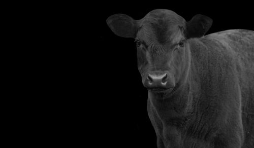 Portrait of horse against black background