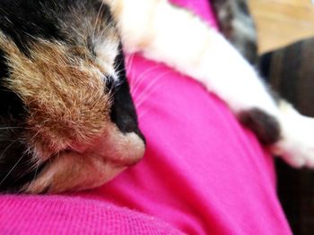 Close-up of dog sleeping